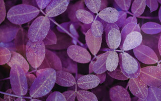 Home Header Buchsi Praxis Bild einer violetten Pflanze